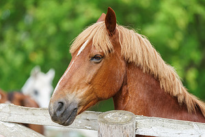 A horse in nature. Portrait of a hor, an Animal Photo by AlexBush