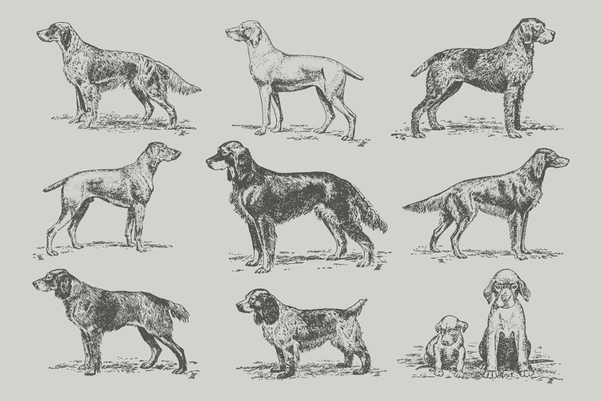 Dogs Vintage Illustrations, an Illustration by Retro Machine (Photo 9 of 25)