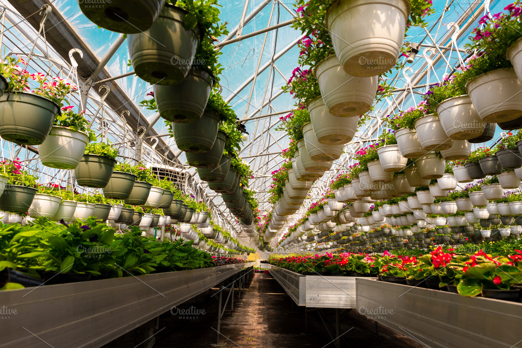 Symmetrical rows of vibrant hanging pots and flowering plants in, a Nature Photo by Ales Munt