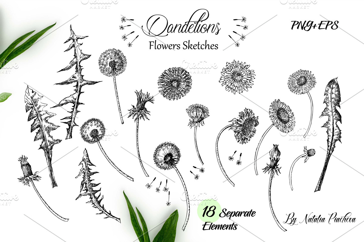 Dandelions  Sketches Clipart, a Decorative Illustration by Nataliapiache (Photo 2 of 5)