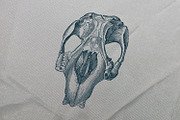 125 Vintage Animal Bones (Vector), an Animal Illustration by Brigantine Designs (Thumbnail 3 of 9)