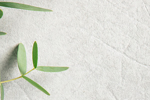 Minimal Greenery on Concrete for Natural Background