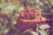 Nature Photo Bundle, a Templates & Theme by Imagine Design (Thumbnail 2 of 5)