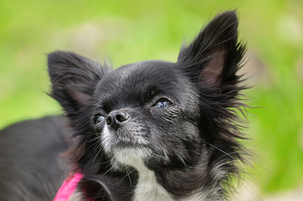 Funny little chihuahua dog plays on, an Animal Photo by AlexBush