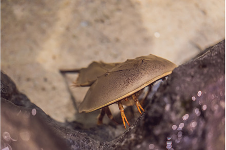 The horsetail crab is a detachment, an Animal Photo by Elizaveta Galitskaya