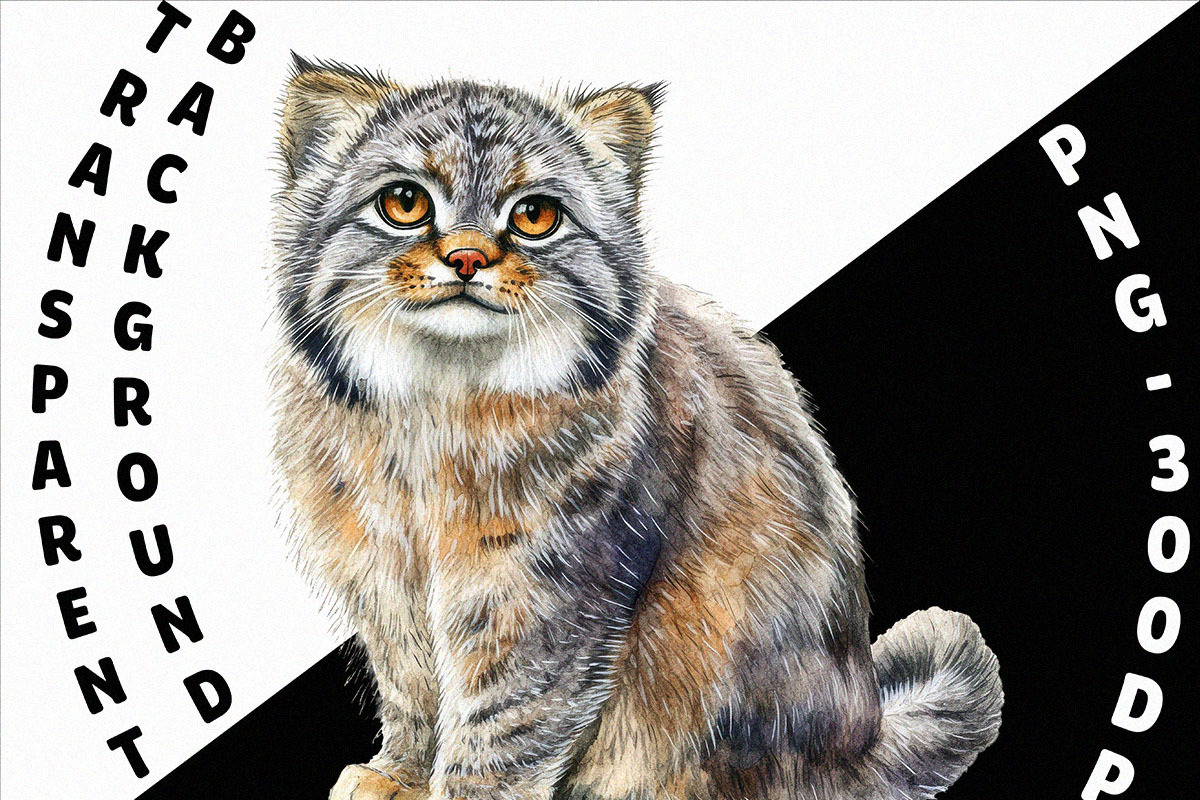 Watercolor Cats Clipart Pack (PNG), an Animal Illustration by DesignBTF (Photo 8 of 8)
