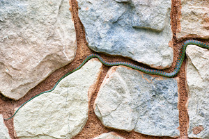 Snake Tail In Paving, an Animal Photo by THP Creative