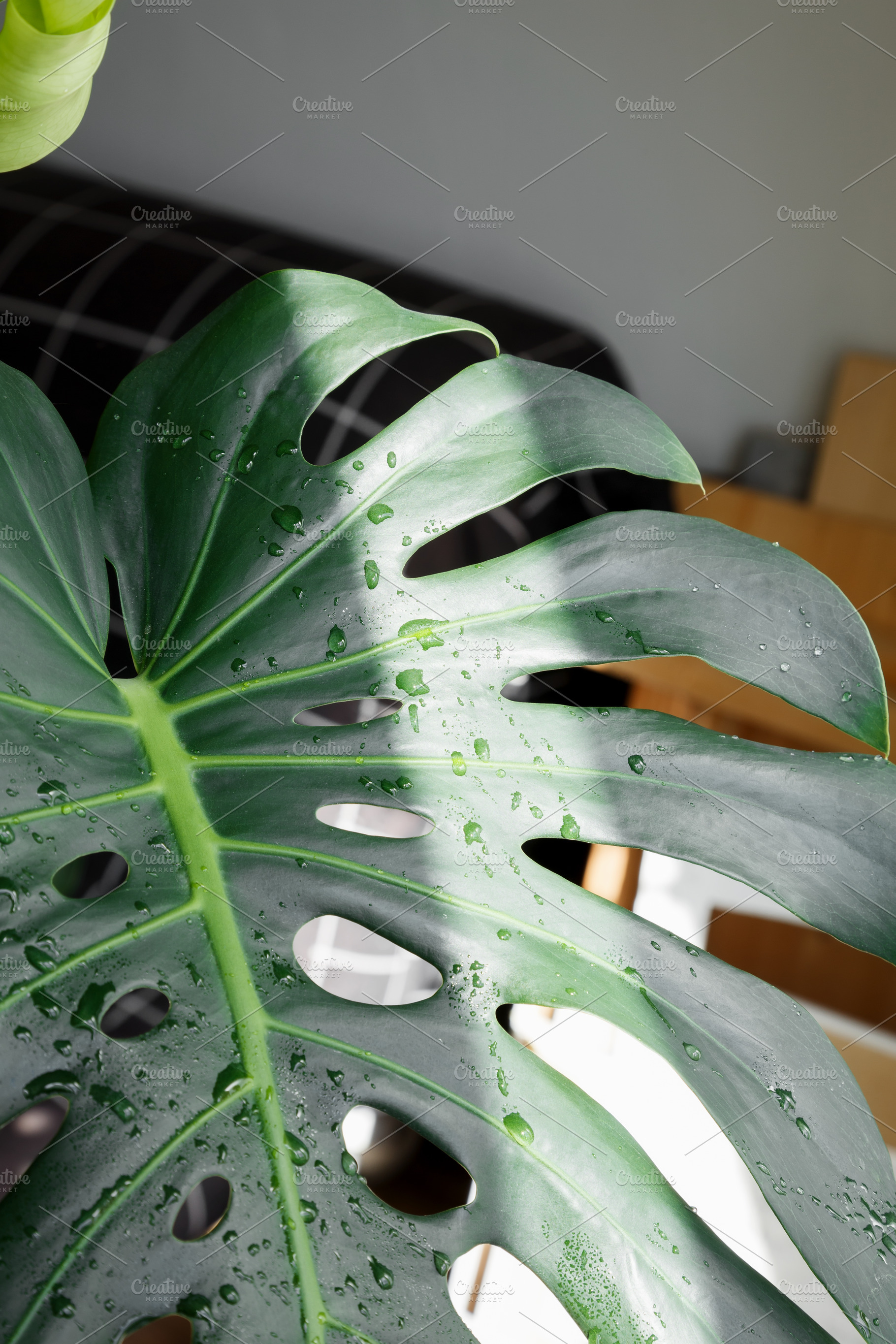 Monstera leaf with water drops and fresh tropical texture. Caring for houseplan, a Photo by matucha