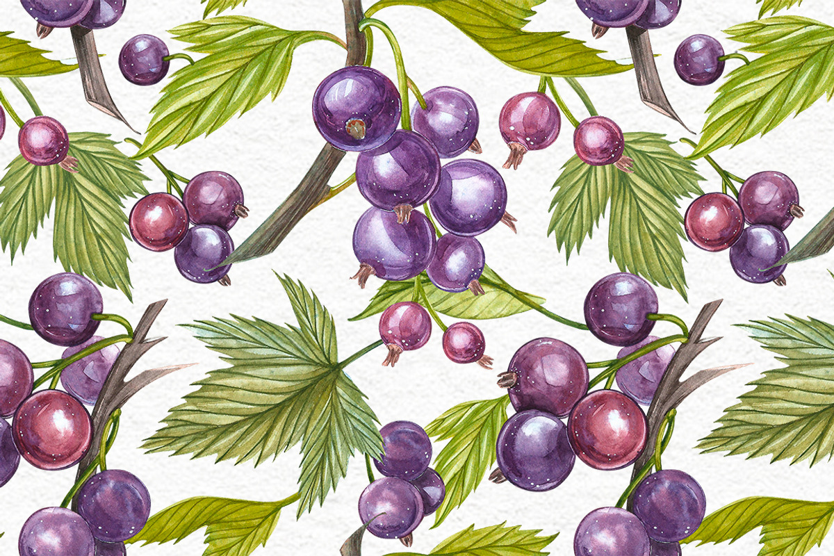 Blackcurrant in botanical style, an Illustration by Ann Astro (Photo 6 of 7)