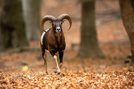 Mouflon ram running through forest, an Animal Photo by WildMedia