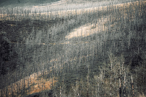 Burned Forest Plantation Slope, a Nature Photo by SkyNext
