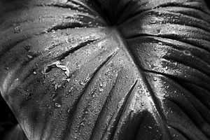 Leaves and water droplets.