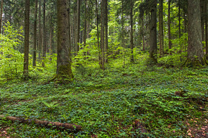 Spring mountain forest path view (Carpathians, Ukraine.)