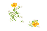 Vector object brushes. Calendula, a Brush Add-On by Peolla (Thumbnail 14 of 16)
