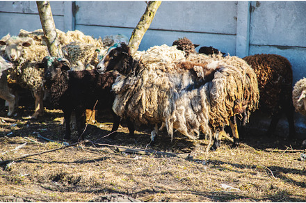 not sheared sheep in the yard, an Animal Photo by yanadjana