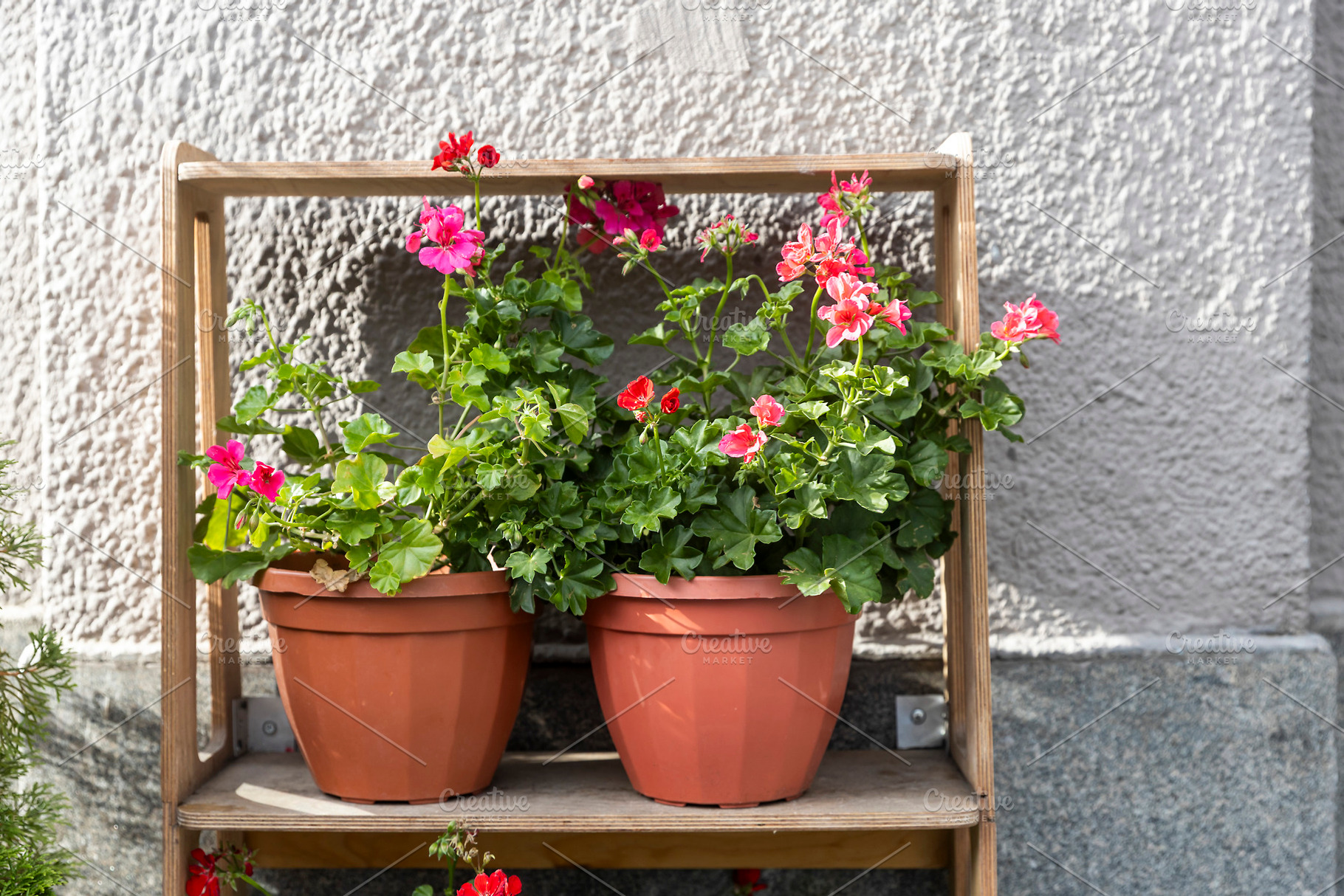 Potted Geraniums, a Nature Photo by Imaginarium