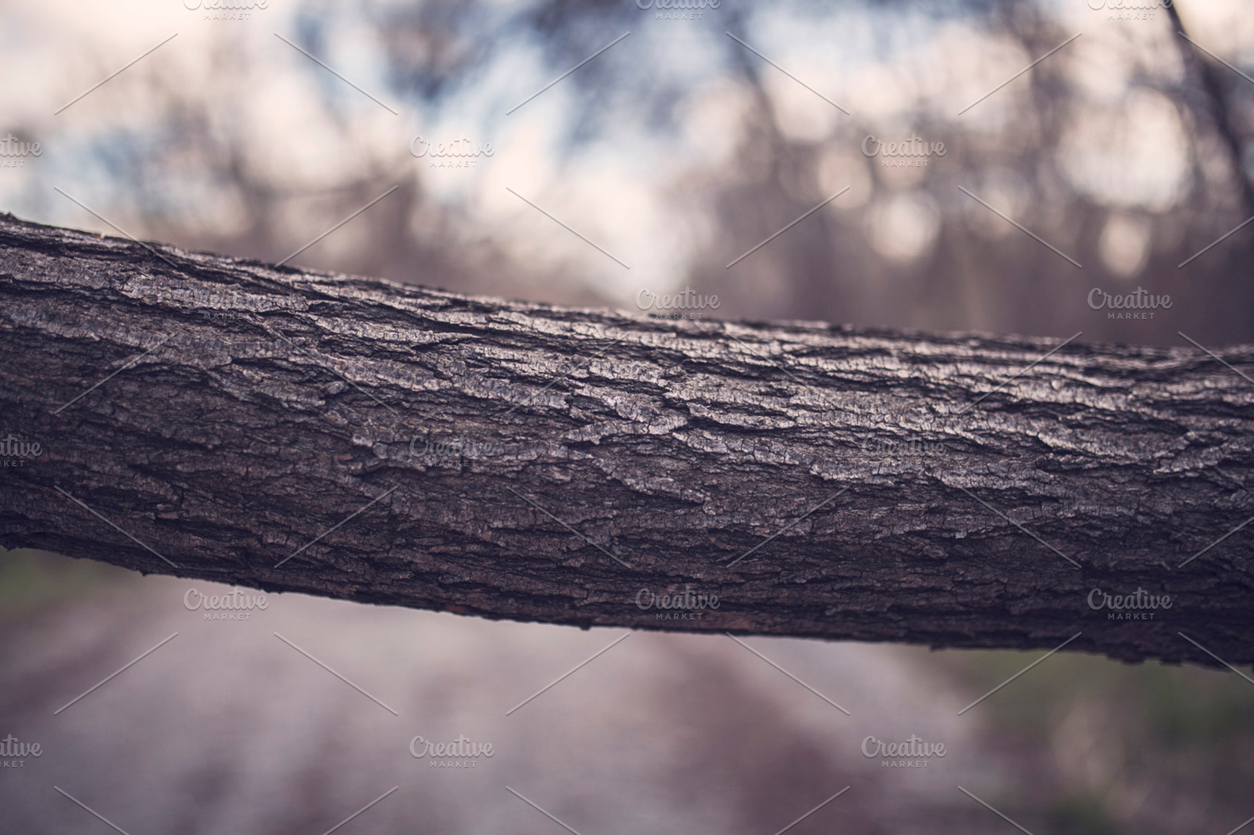 Fallen Tree On Path