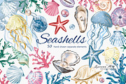 Seashells Clipart Collection, a Seasonal Illustration by Leonaa art (Thumbnail 2 of 9)