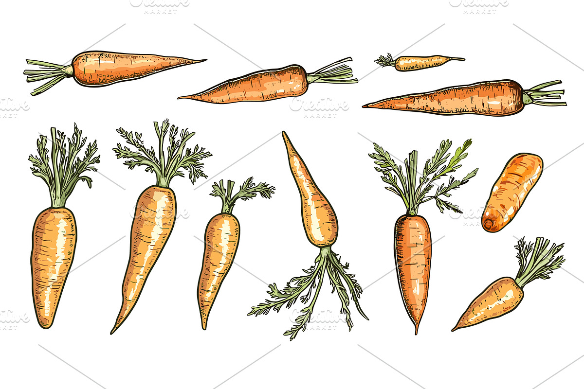 Fresh carrots. Farm vegetables, a Food Illustration by Valerie Bodnar