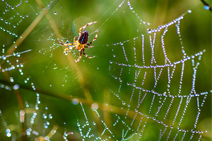 Large spider in the web, an Animal Photo by Nature and travel