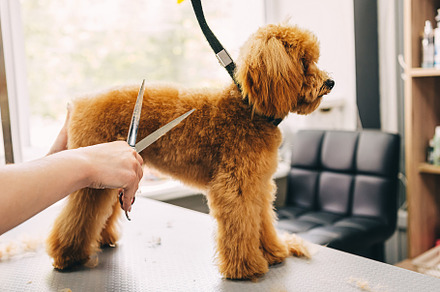 The master cuts the ginger dog with scissors., an Animal Photo by Rov.7