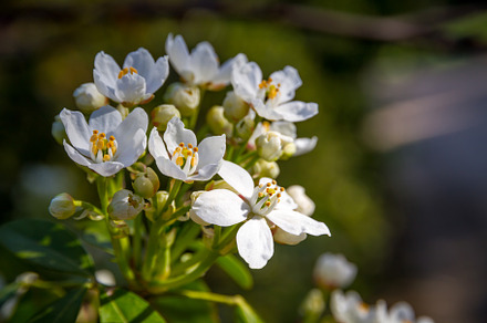 Mexican orange blossom in spring, a Background Photo by GoodGoods