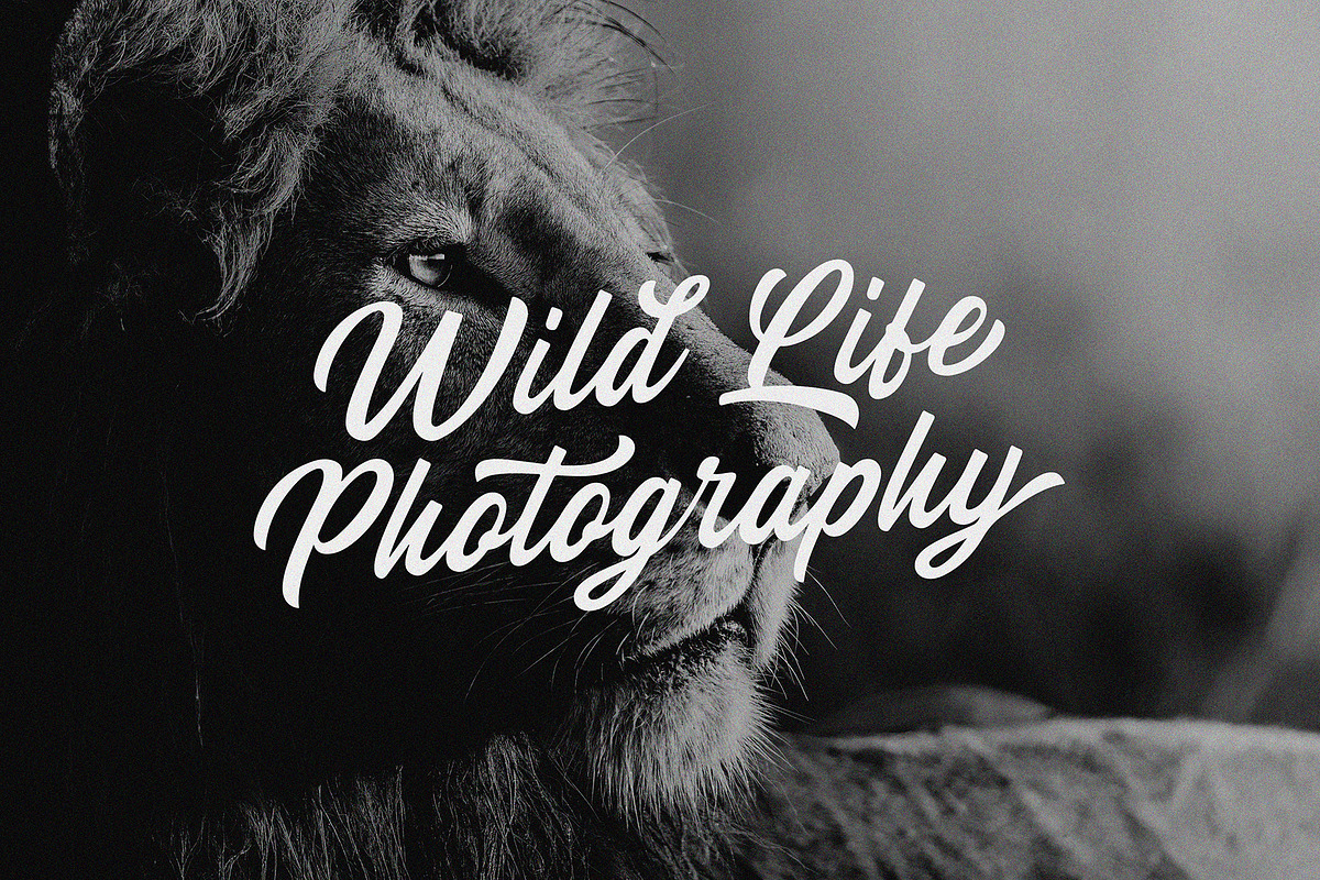 Bolgate - Script, a Script Font by ARSAVISUAL (Photo 4 of 12)