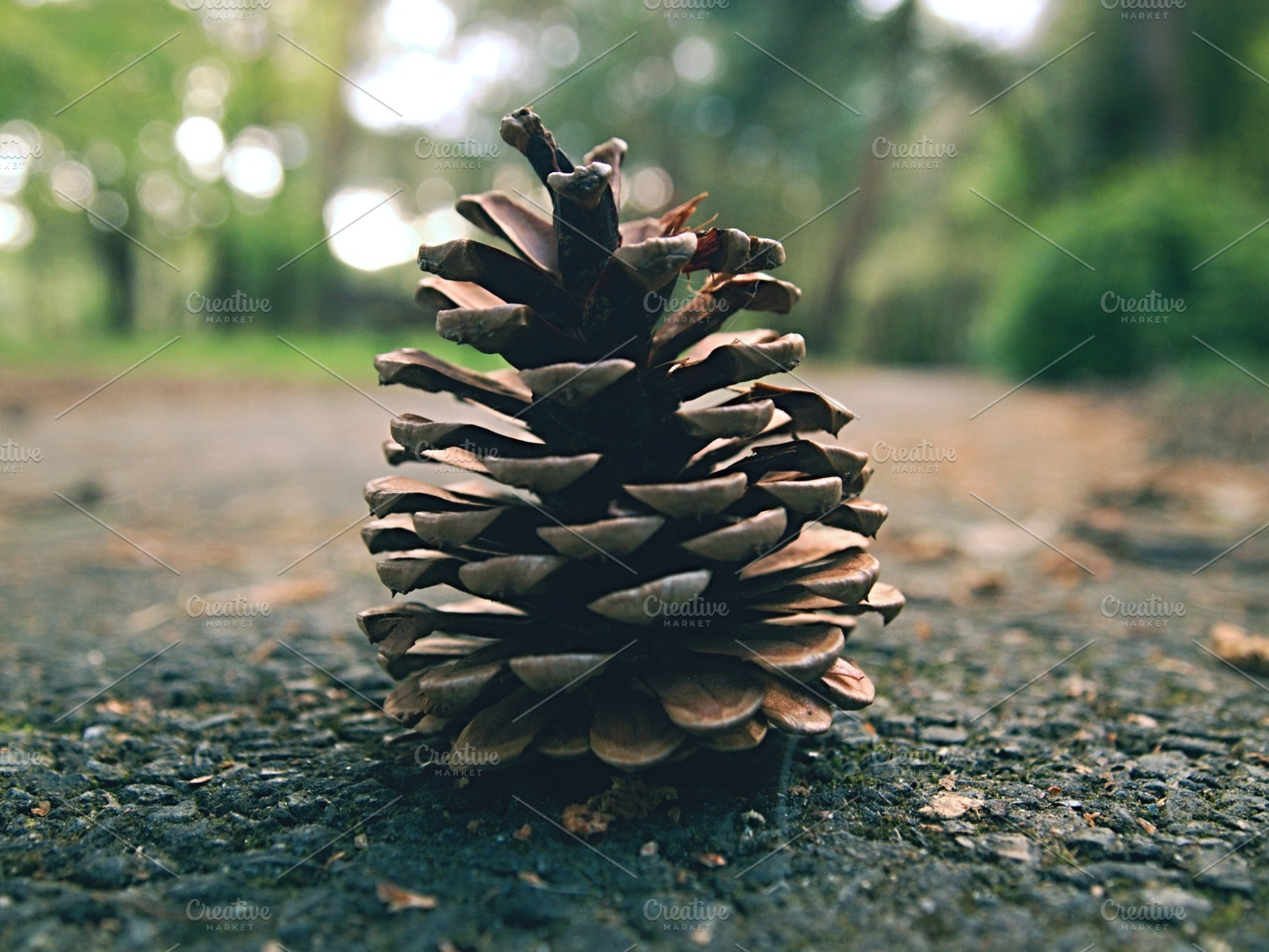 Conifer Cone On The Road