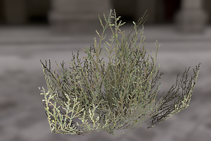 Bush_1