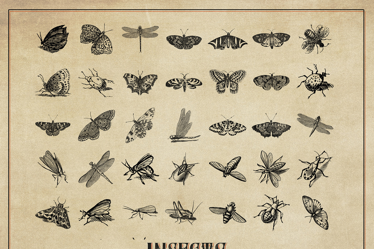 127 Procreate Insects stamps brushes, a Brush Add-On by Endete & Mazak brushes (Photo 3 of 5)