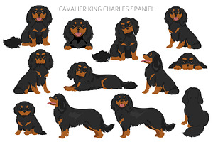 Cavalier King Charles Spaniel