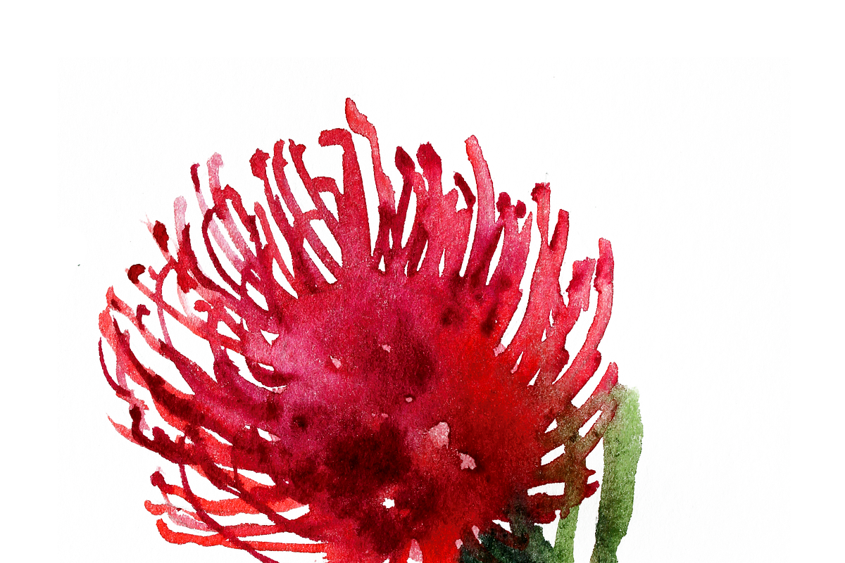 South African Flowers, a Decorative Illustration by Karliefie (Photo 5 of 5)