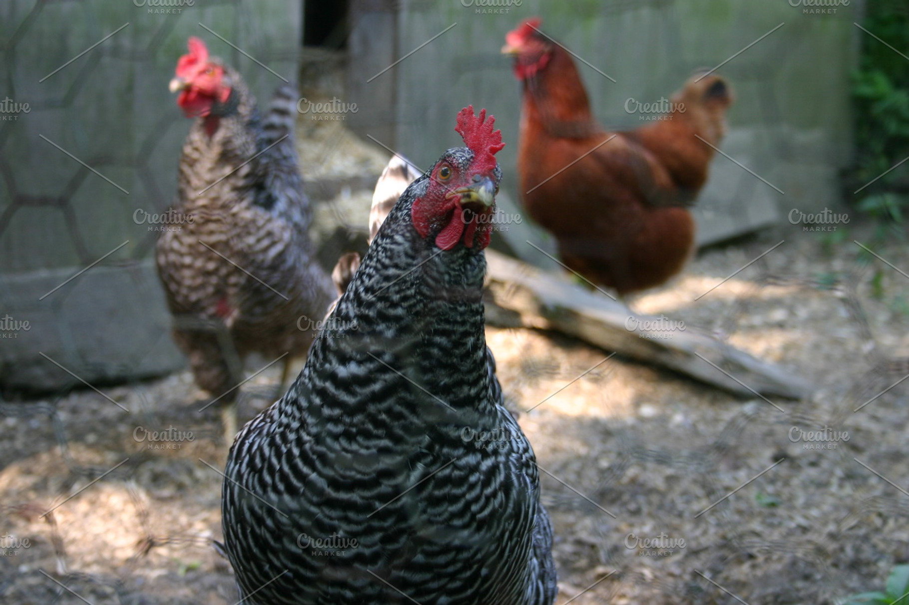 Chicken, a Photo by Bicks Pics