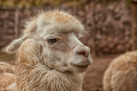 Two llamas featuring llama, alpaca, and brown preview 6