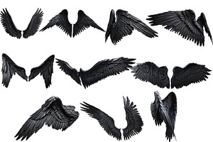 set of photorealistic black wings, an Animal Photo by itakdalee