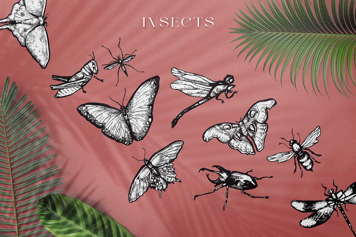 Tropica Collection, a Seasonal Illustration by Michael Rayback Design (Photo 4 of 15)