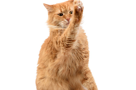 adult fluffy red cat sitting and raised its front paws up, imita, an Animal Photo by ndanko