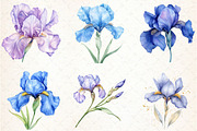 Watercolor Iris Flower Clipart Bundl, an Illustration by Libby Wishes (Thumbnail 5 of 6)