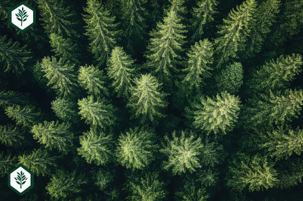 Aerial view of lush green forest can, a Background Photo by Pixeness
