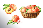 Honey Peaches. Original Watercolor, a Food Illustration by Daria Ustiugova (Thumbnail 9 of 21)