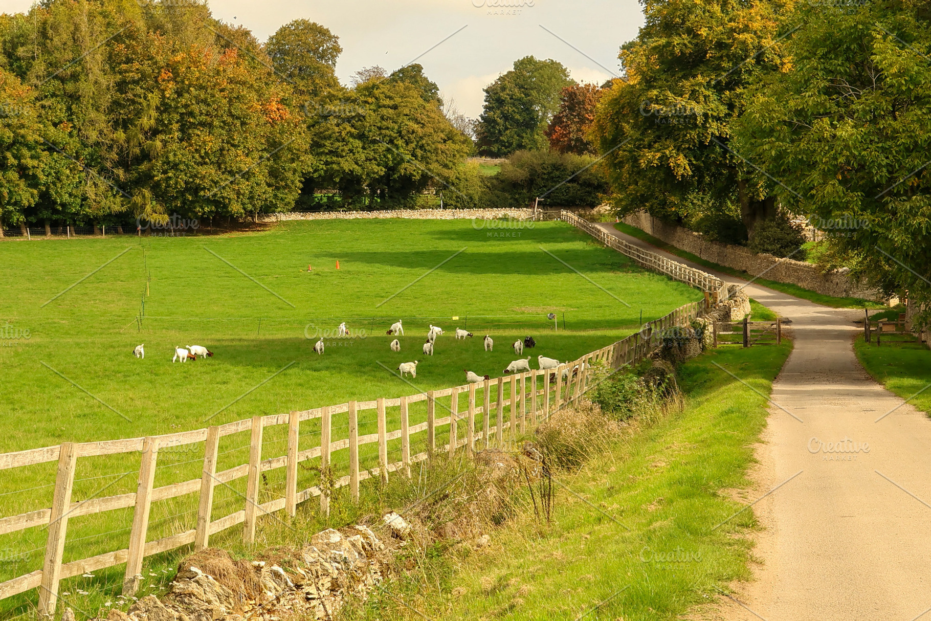 Sheep grazing on vibrant green grass in a fenced pasture, next t, a Photo by Studio ANNA
