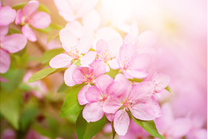 Apple tree flower, a Nature Photo by Nature and travel