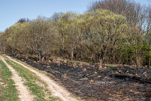 A road at the edge of a forest, a Nature Photo by Schreibikus
