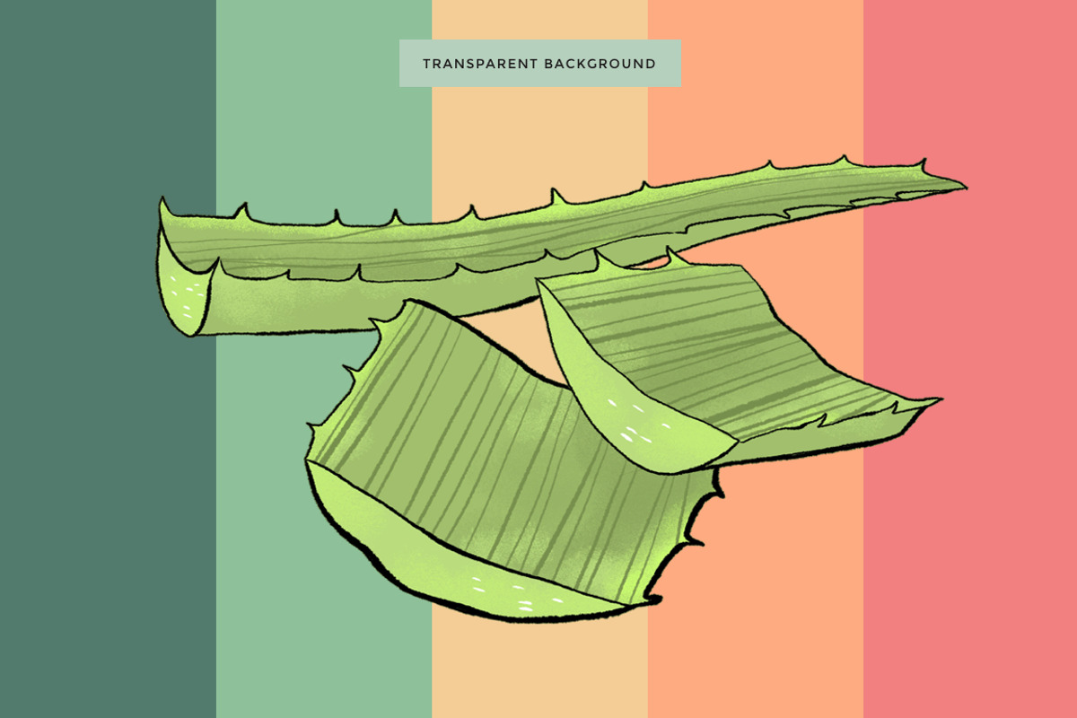Aloe Vera Custom Illustration, an Illustration by Mockup Studio (Photo 2 of 3)