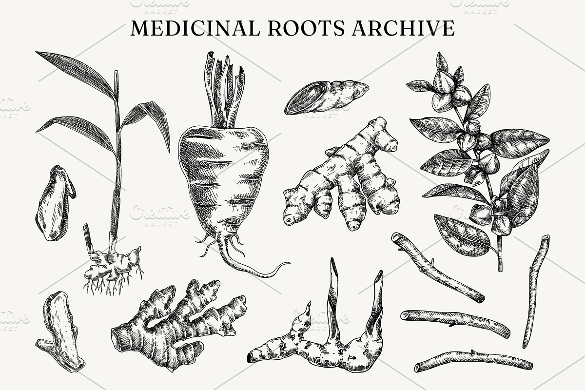 Medicinal Roots Illustrations Set, a Healthcare Illustration by Yevheniia (Photo 3 of 12)