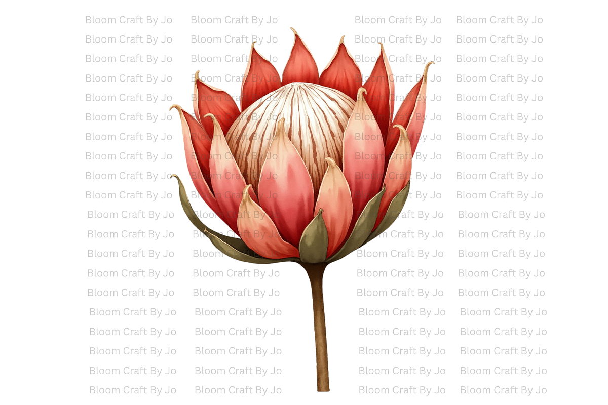 Dried Protea Bloom, a Decorative Illustration by Bloom Craft Creations (Photo 7 of 10)