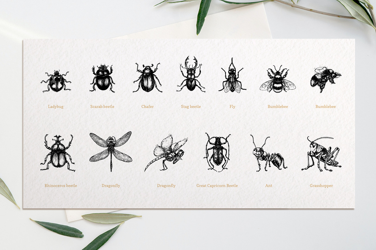ENTOMOLOGY. Insects Vintage Pack., a Decorative Illustration by Chewie Co (Photo 7 of 11)