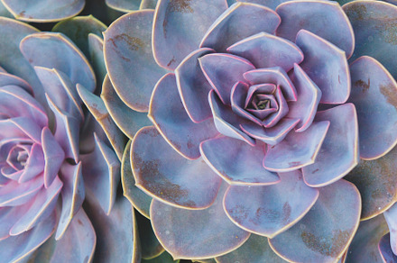 Vivid Succulents, a Nature Photo by aprilbernphoto