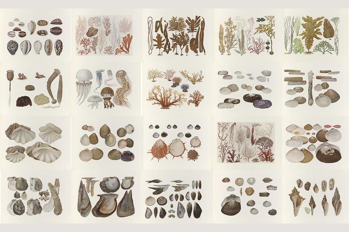 Kumataro Ito Japanese Aquatic Art, an Animal Illustration by Digital Museum (Photo 7 of 13)