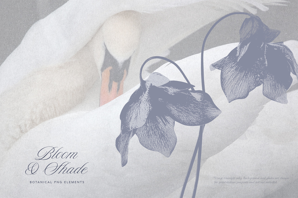 Bloom & Shade Botanical PNG Elements, an Object Graphic by alonahaidash (Photo 4 of 13)
